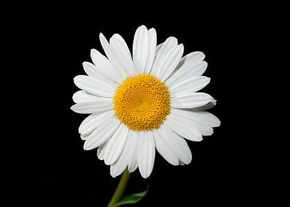 closeup photo of daisy flower thumbnail