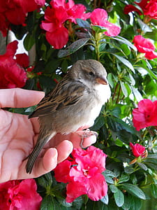person holding gray bird near red petaled flowers thumbnail