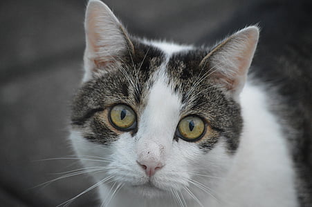 short-coated white and black cat thumbnail