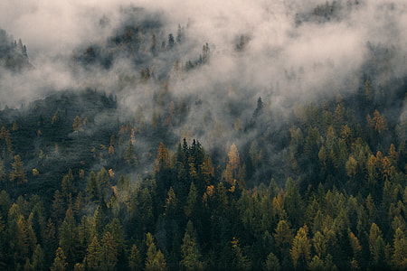 areal photography of forest with fog thumbnail