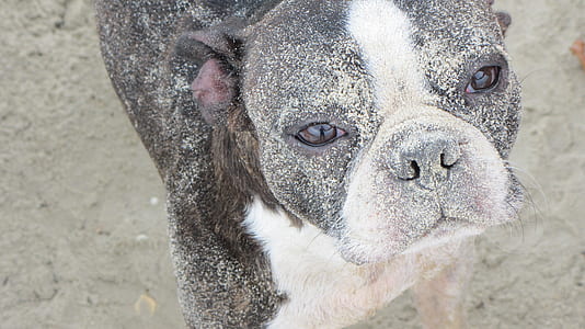adult white and black Boston terrier close-up photography thumbnail