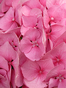 Hydrangea, Hydrangea Macrophyll thumbnail