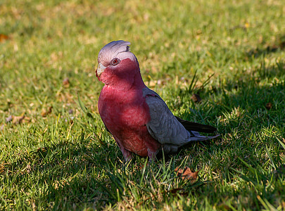 red and gray bird on green lawn thumbnail