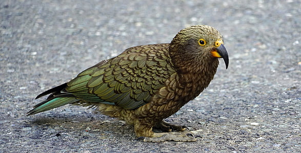 closeup photo of red and green bird thumbnail