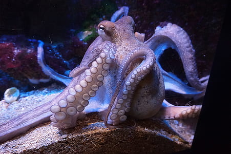 closeup photo of brown octopus thumbnail