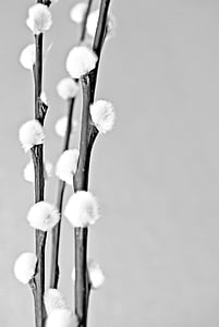 grayscale photo of white flowers thumbnail