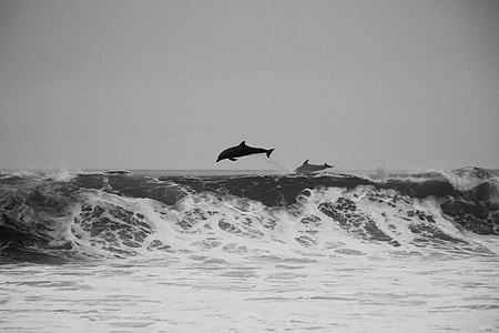 dolphin jumping on the ocean during day time thumbnail