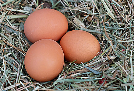 three poultry eggs on nest thumbnail
