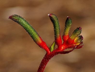 selective focus photography of red and green plant thumbnail
