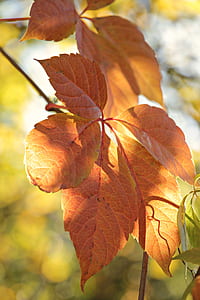 micro shot of brown withered leaf thumbnail