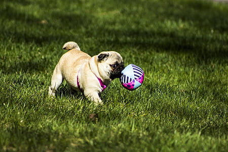 fawn pug playing ball on grass thumbnail