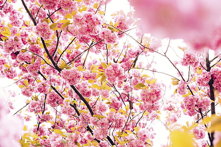 Cherry Blossom tree thumbnail