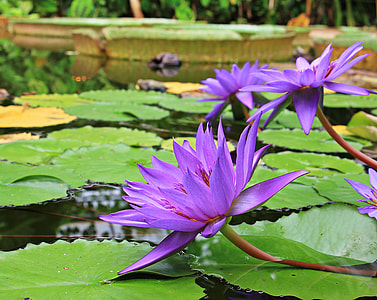 purple flowers and green plants on body of water thumbnail