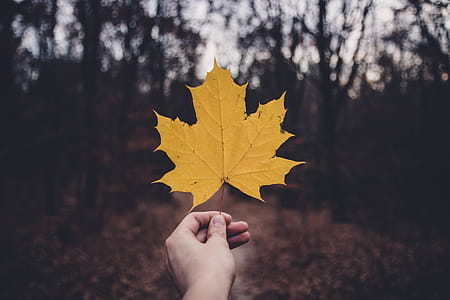 Low Light Photography of Dried Maple Leaf thumbnail