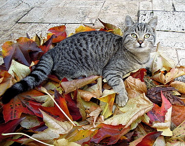silver Tabby cat sitting on dried leaves thumbnail