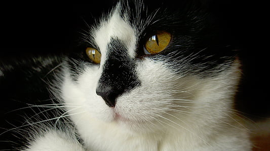 closeup photography of short-haired white and black ca thumbnail
