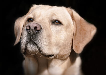 adult yellow Labrador retriever on focus photo thumbnail