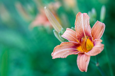 pink flower in shallow focus photography thumbnail