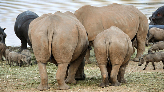 three brown hippopotamus thumbnail