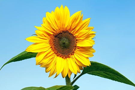 close-up photography of yellow sunflower at daytime thumbnail