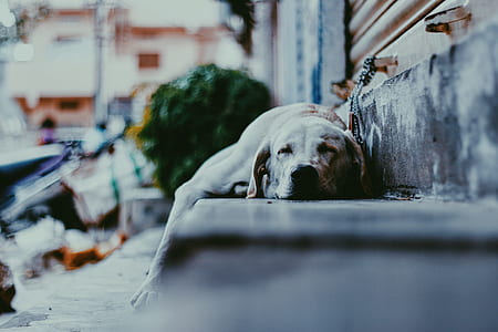 Labrador retriever lying on ground thumbnail