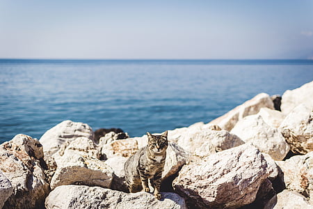 gray tabby cat standing on rocks thumbnail