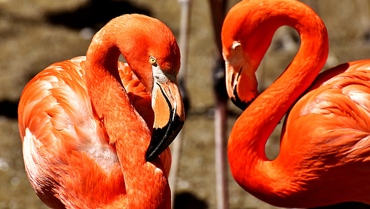 two flamingos facing each other thumbnail