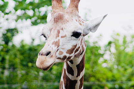 Close-up Photo of Brown Giraffe thumbnail