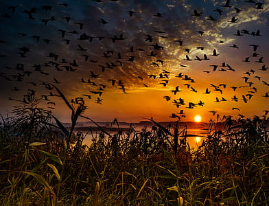 silhouette of flock of birds flying above body of water during golden hour thumbnail