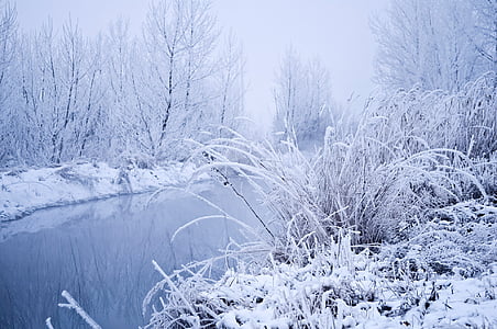 plants covered in white snows thumbnail