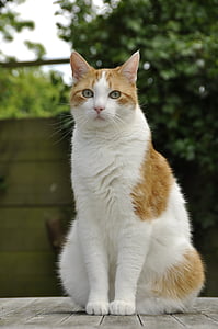 orange cat on gray surface thumbnail