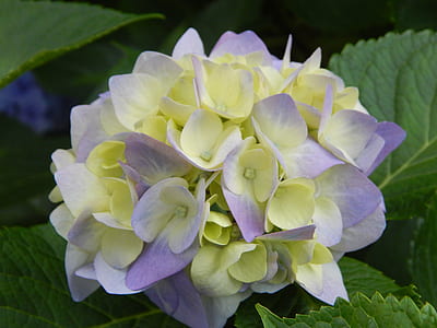 blue hydrangea flower thumbnail
