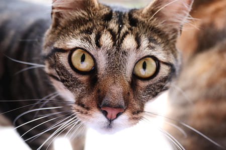 brown tabby cat thumbnail