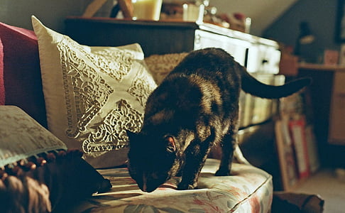 black cat smell white seat thumbnail
