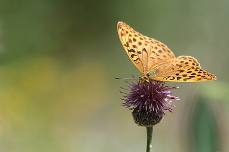 black and yellow butterfly on purple flower thumbnail