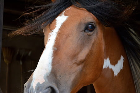 brown and white horse thumbnail