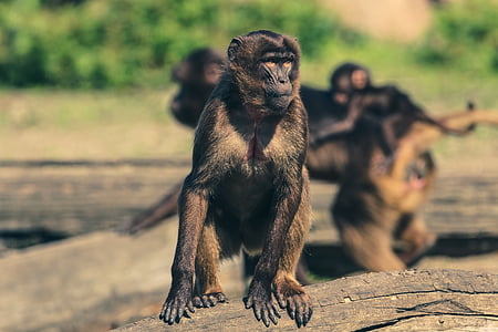 brown monkey on wood branch thumbnail