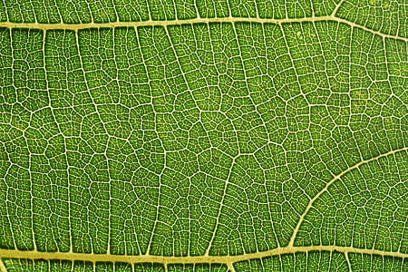 macro photo of green leaf thumbnail