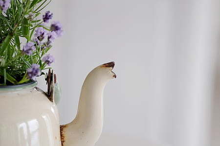 purple petaled flowers in white teapot thumbnail