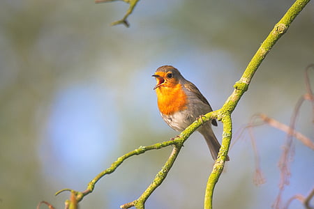 brown and gray bird on green branch thumbnail