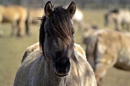 grey horse near horses at the field during day thumbnail