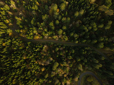 bird's-view photo of forest thumbnail