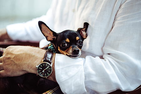 black and brown chihuahua thumbnail