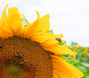 Selective Focus Photography of Sunflower thumbnail
