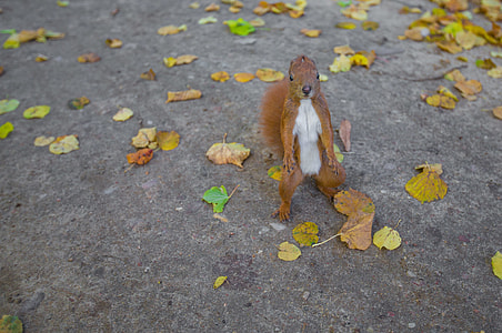 squirrel on pavement thumbnail