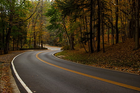gray concrete road between trees during daytime thumbnail