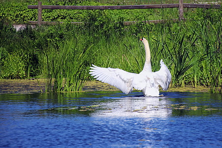 white duck thumbnail