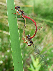 Dragonfly, Damselfly thumbnail