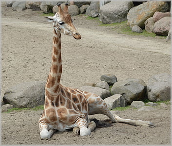 brown giraffe reclining on ground thumbnail