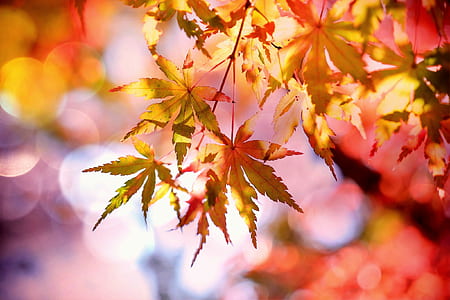 blur, leaves, autumn, fall thumbnail
